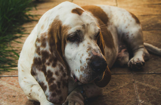 Adorable Basset Hound lying on tiled floor, enjoying a sunny day outdoors.