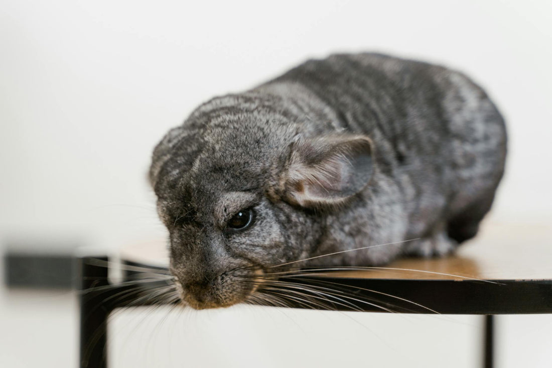 A detailed close-up of a Long-tailed Chinchilla resting on a table, showcasing its grey fur.