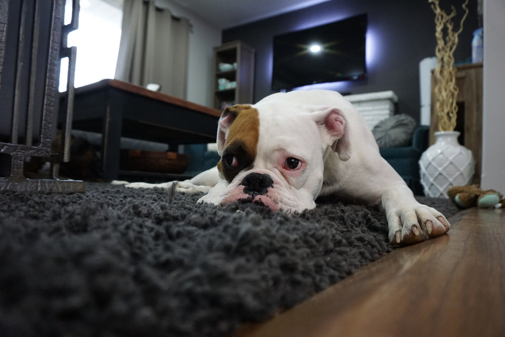 Dog Thunderstorm Anxiety Treatment: How to Keep Your Dog Calm During a Storm