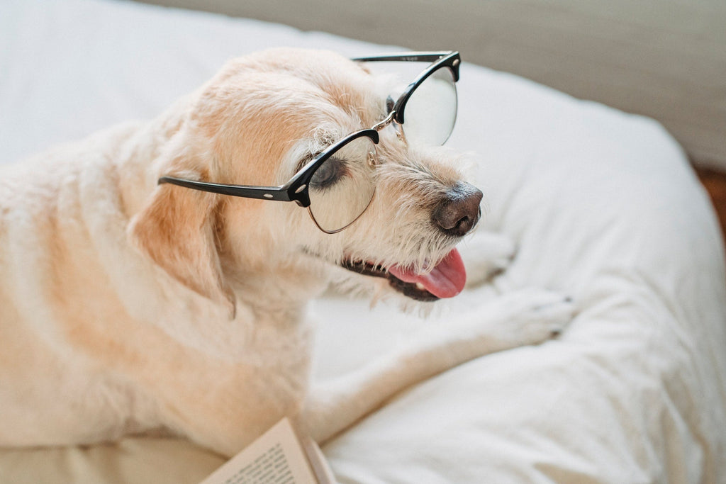 A Dogs Intelligence Compared to Humans - Are Dogs Smarter Than Humans?