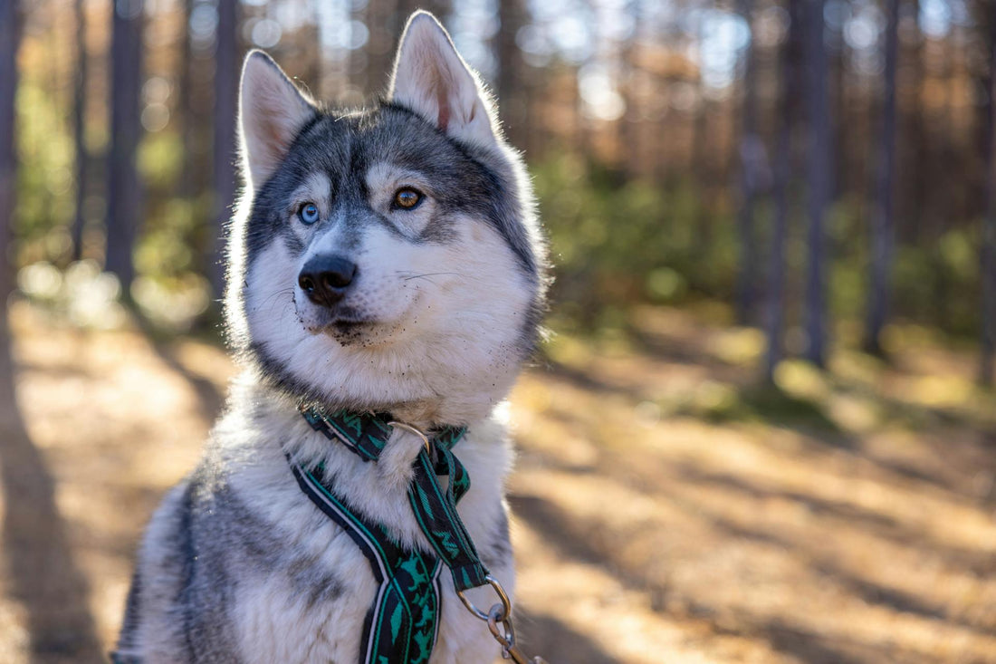 Siberian Care Guide: Everything You Need to Know