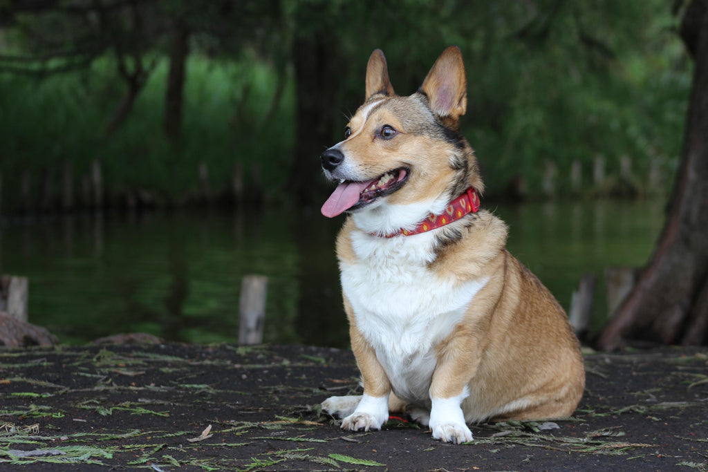 Are Corgis hard to train? - Everything you need to know