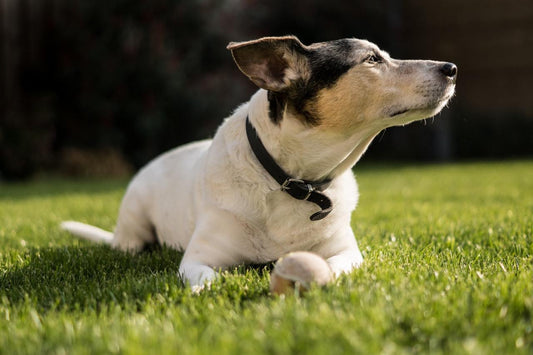 Why Would A Dog Eat Grass?