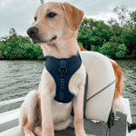 Neosport Soft Dog Harness Harnesses DOOG 