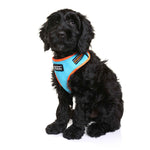 Neoflex Dog Harness Beethoven Neon