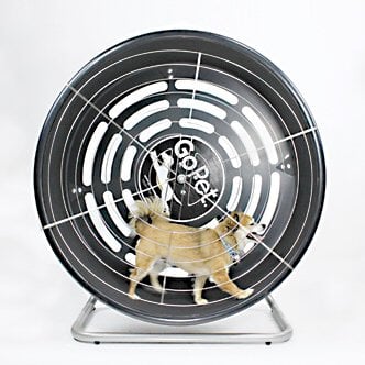 GoPet TreadWheel For Small Dogs GoPet 