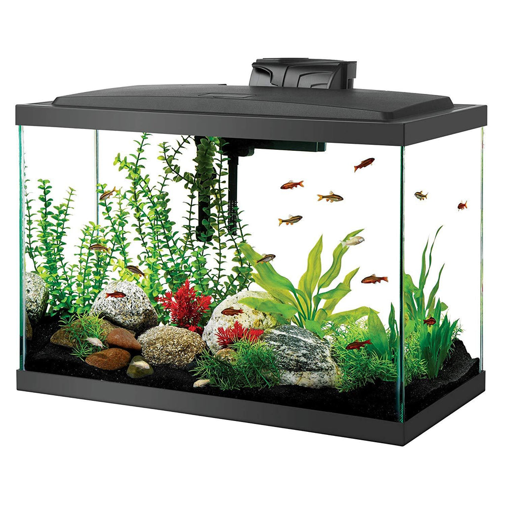 20 Gallon Long Aquarium Kit - Aqueon 20 Gallon LED Aquarium Kit - Fish