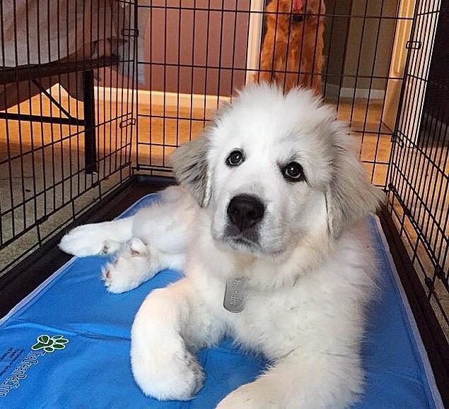 Cooling Pet Pad by The Green Pet Shop InfiniteWags 