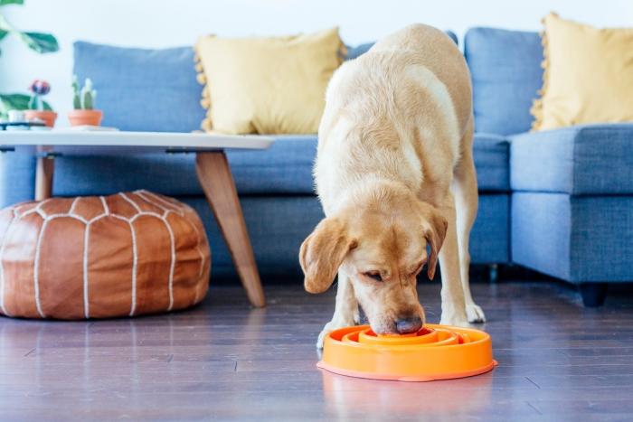 Slow Feeder Dog Bowl - Dog Bowl for Fast Eaters - Outward Hound Fun Fe