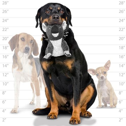 Koala Dog Toy - Mighty® Safari Series Koala Tuffy 