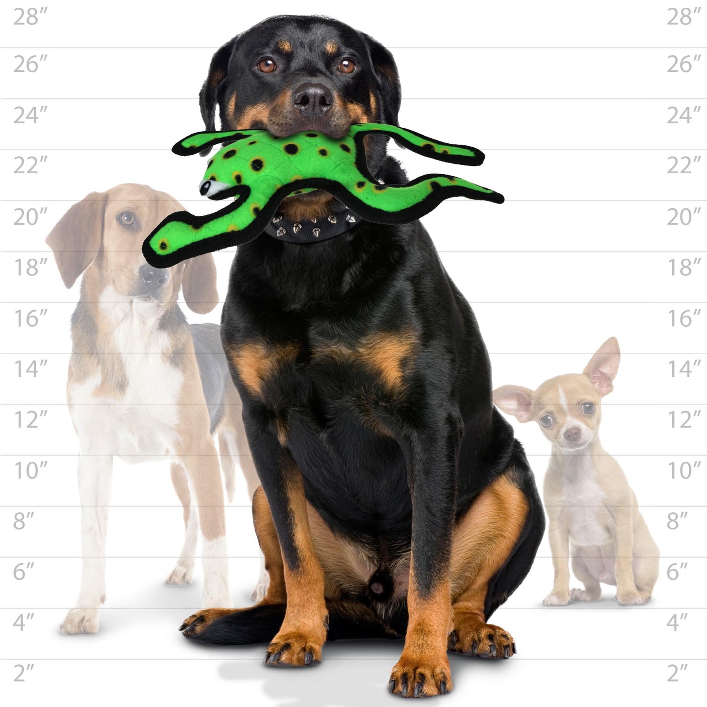 Tough Frog Dog Toy - Tuffy® Desert Series - Phrog Leaping Tuffy 