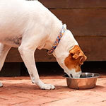 Human Grade Stainless Steel Dog Bowls - Bergan - Up to 17 cups of Dry Food Bergan 