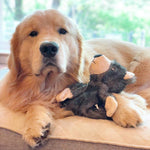 Stuffing Free Bear Dog Toy - Squeaky - Ethical Pet Products Furzz Plush Bear Dog Toys Ethical Pets 