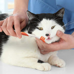 Cat Dental Kit - Advanced Oral Care Cat Dental Kit - Nylabone Nylabone 