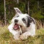 Dog Natural Rawhide Treat Twist Sticks - 5 inches - 100 pack - Cadet Cadet 