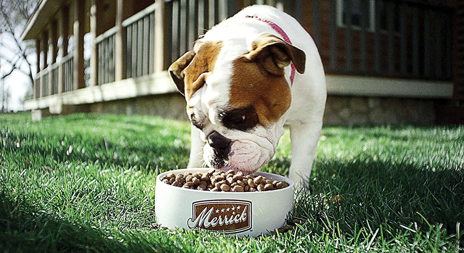 Real Chicken Dry Dog Food - Merrick Grain Free Real Chicken and Sweet Potato Recipe Dog Food Merrick 