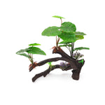 Decorative Ficus BioBubble 