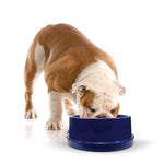 Cooling Dog Water Bowl - Pet Coolin' Bowl K&H Pet Products 