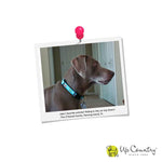 Avocado Dog Collar - UpCountry Avocado Dog Collection on Brown Webbing UpCountryInc 