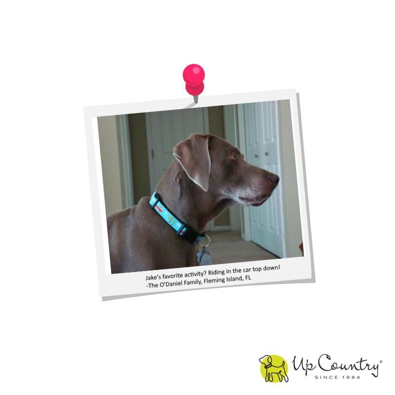 Pineapple Dog Collar - UpCountry Pineapple Collar UpCountryInc 