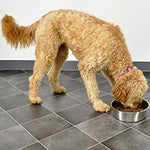 Human Grade Stainless Steel Dog Bowls - Bergan - Up to 17 cups of Dry Food Bergan 