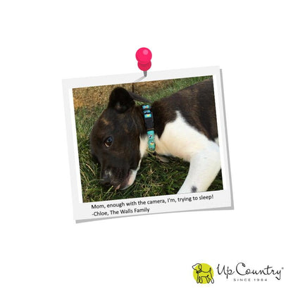 Hearts & Flowers Dog Collar - UpCountry Hearts & Flowers Collar UpCountryInc 