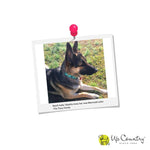 Checkered Dog Collar - UpCountry Navy Gingham Dog Collection UpCountryInc 