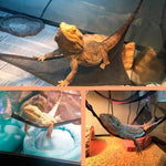 Reptile Hammock - Mesh Sleeping Bed - 2 Piece InfiniteWags 