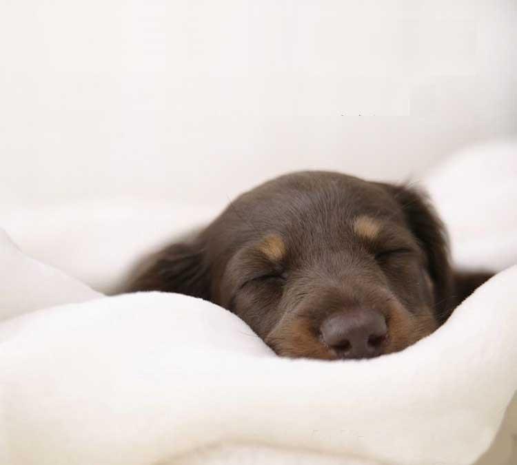 Plush Dog Sofa - Soft Pet Bed - Anti Anxiety InfiniteWags 