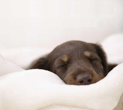 Plush Dog Sofa - Soft Pet Bed - Anti Anxiety InfiniteWags 