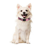 Nylon Reflective Padded Dog Collar InfiniteWags 