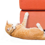 Cat Scratch Tape - Transparent Sticky Tape - Furniture Protection - Anti-Scratch InfiniteWags 
