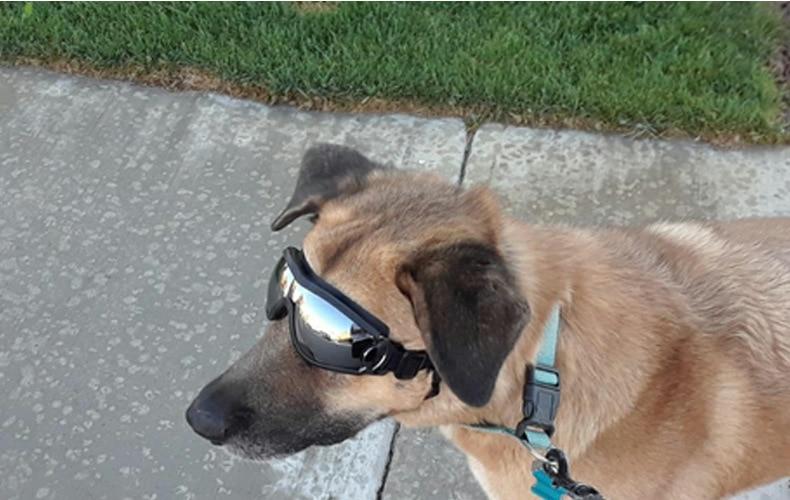 Waterproof Dog Goggles - Eye-wear Pet Sunglasses InfiniteWags 