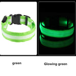 LED Light Up Dog Collar - USB Rechargeable InfiniteWags 