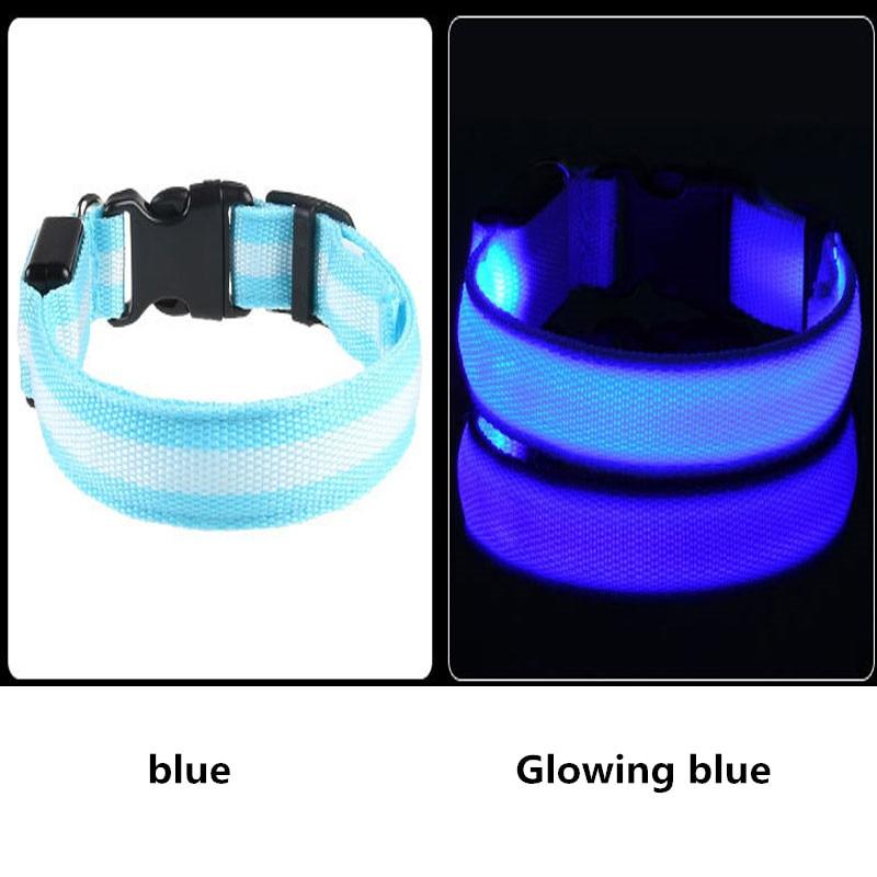 LED Light Up Dog Collar - USB Rechargeable InfiniteWags 