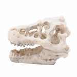 Dinosaur Skull Aquarium Ornament - Aquarium Decor InfiniteWags 