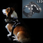 LED Light Up Dog Harness - Flashing or Constant Light - Nylon InfiniteWags 