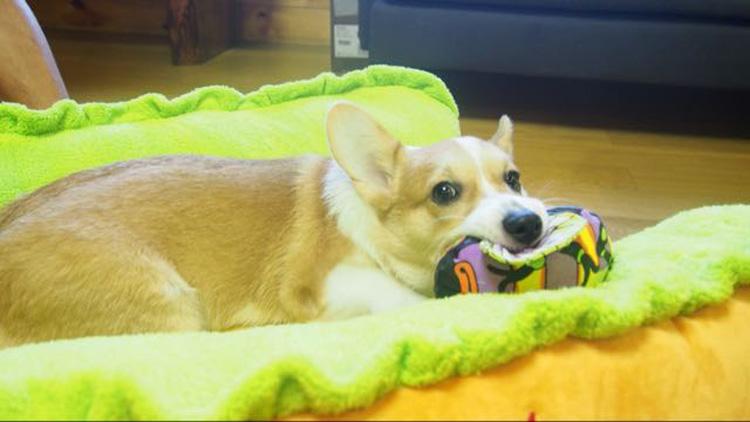 Hot Dog Bed for Dogs InfiniteWags 