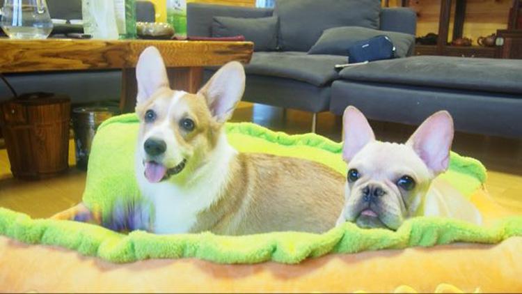 Hot Dog Bed for Dogs InfiniteWags 