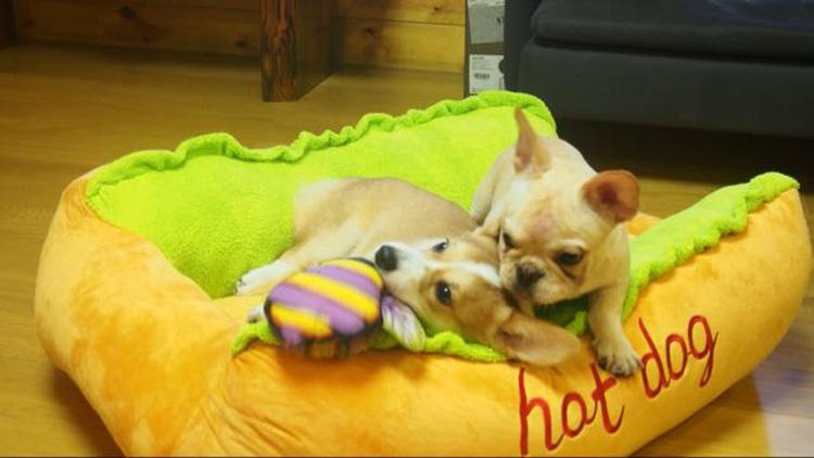 Hot Dog Bed for Dogs InfiniteWags 