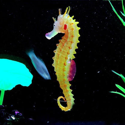 Glowing Sea Horse Aquarium Decor - Fluorescent InfiniteWags 