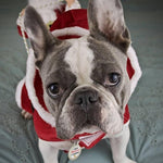Dog Riding Santa Costume - Dog Christmas Costumes InfiniteWags 