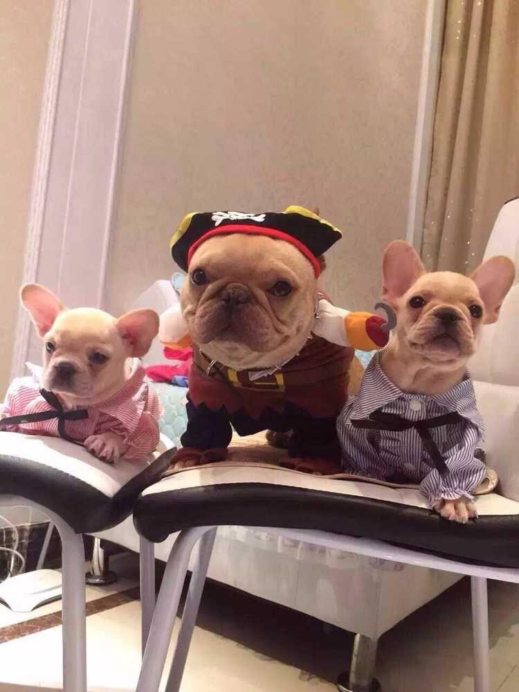 Pirate Dog Costume - 2 Piece - Dog Halloween Costumes InfiniteWags 