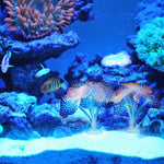 Glowing Aquarium Plant - Fluorescent Fish Tank Decor InfiniteWags 