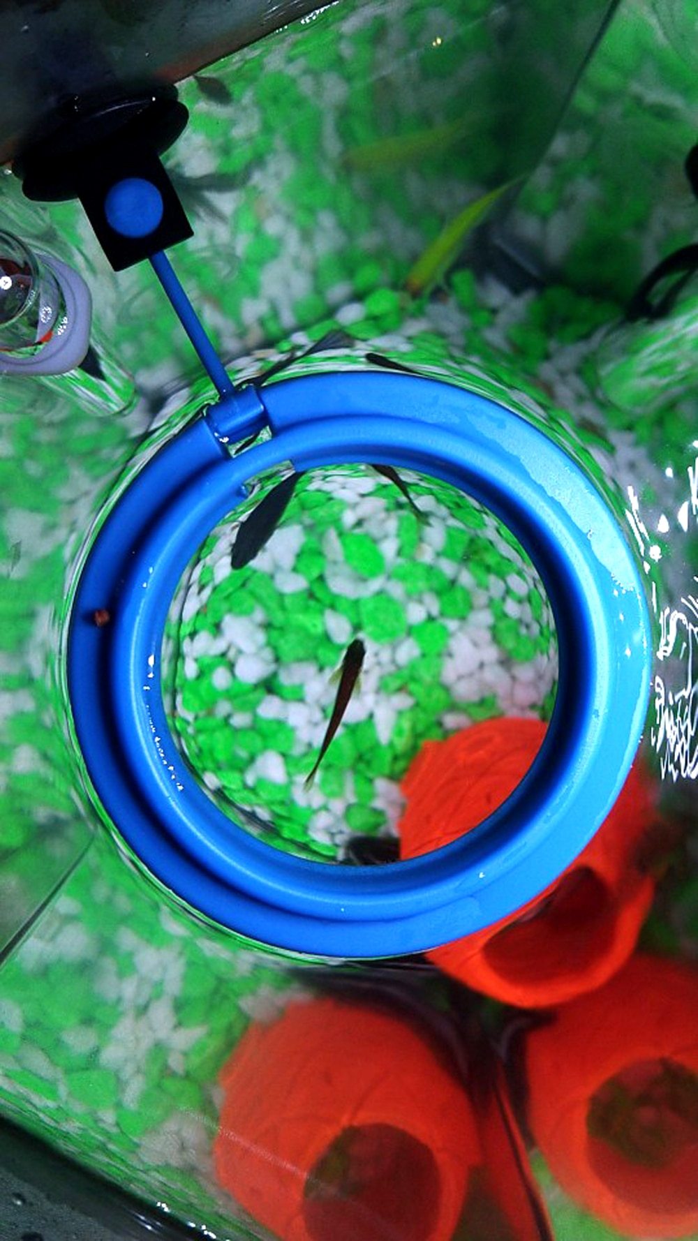 Aquarium Feeding Ring - Floating Fish Food Tray InfiniteWags 