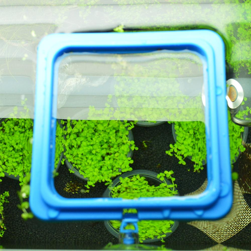 Aquarium Feeding Ring - Floating Fish Food Tray InfiniteWags 