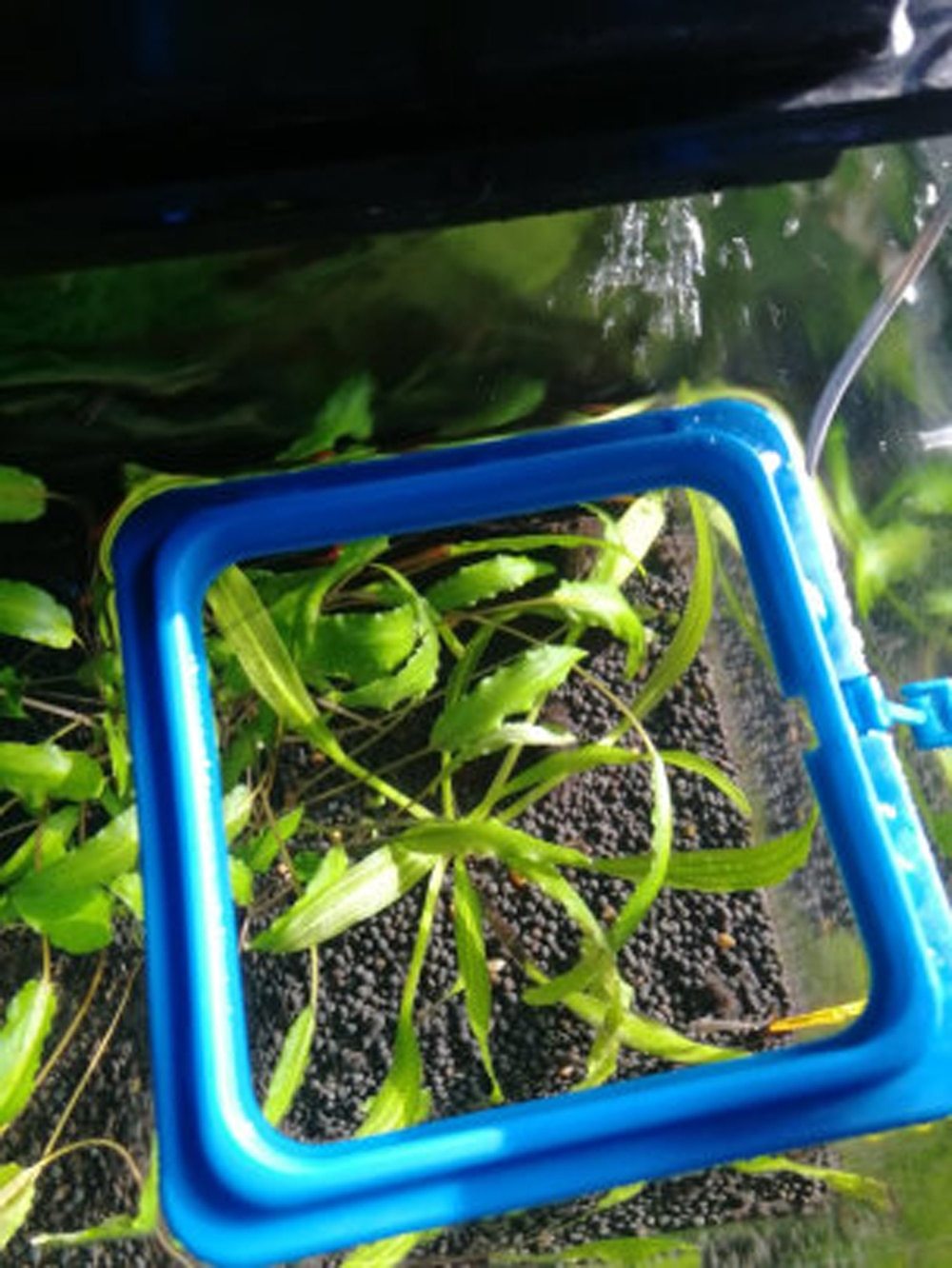 Aquarium Feeding Ring - Floating Fish Food Tray InfiniteWags 