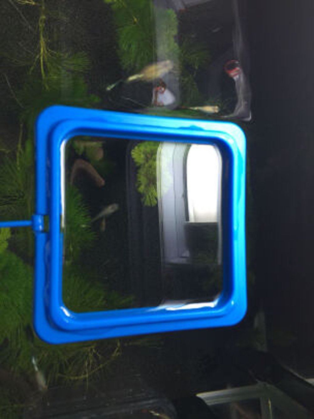 Aquarium Feeding Ring - Floating Fish Food Tray InfiniteWags 