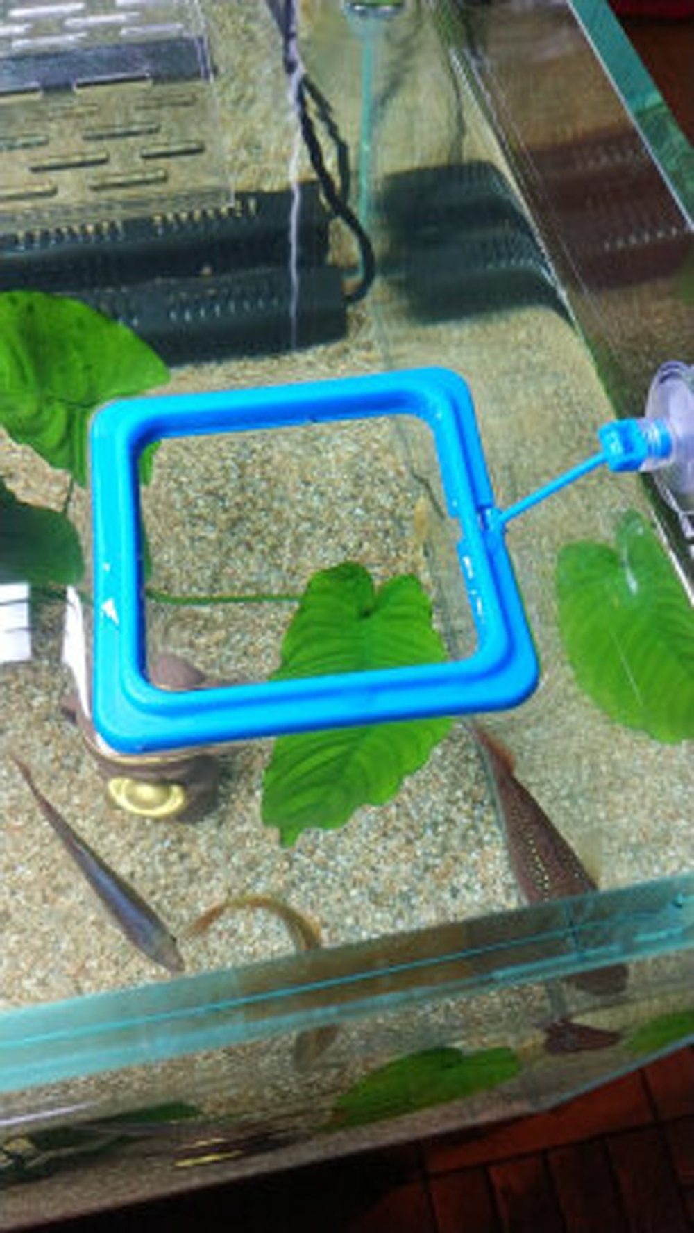 Aquarium Feeding Ring - Floating Fish Food Tray InfiniteWags 